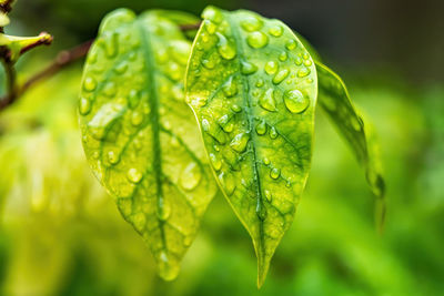 Close-up of raindrops on leaves