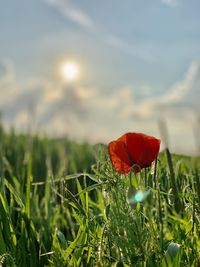 Close-up of red poppy flower on field