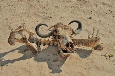 High angle view of animal skull on sand