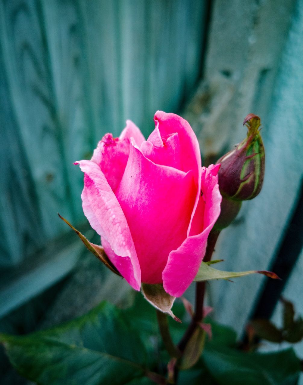 CLOSE-UP OF PINK ROSE IN PLANT