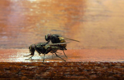 Two flies mating close up