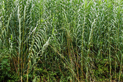 Full frame shot of corn field