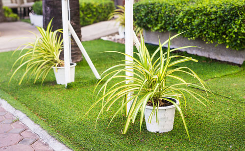 High angle view of potted plants in garden