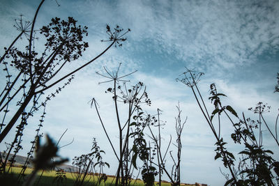 Low angle view of silhouette plants against sky