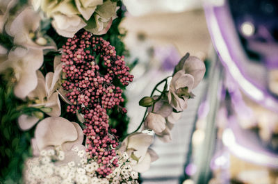 Close-up of pink roses on plant