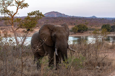 View of elephant on land