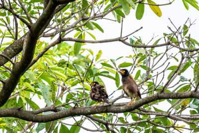 Low angle view of monkey on tree