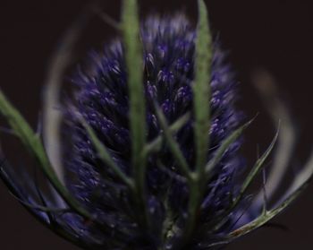 Close-up of purple flower