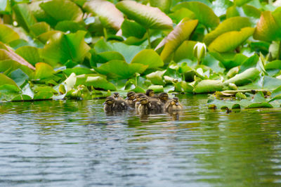 Ducklings swimming in lake