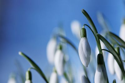 Close-up of white flowering plant against blue sky