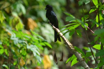 Bird perching on a tree