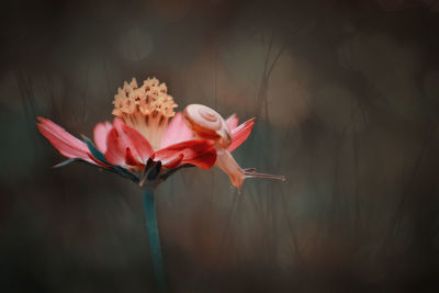 Close-up of pink flowers blooming outdoors