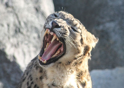 Tired snow leopard