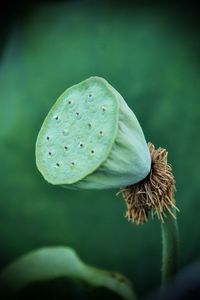 Close-up of lotus water lily