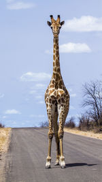 Giraffe on road against sky