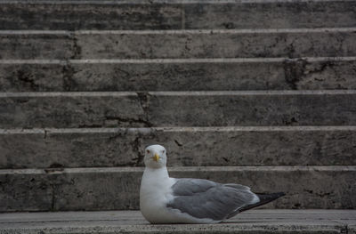 Close-up of bird on retaining wall