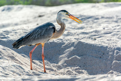 Side view of great blue heron on sand