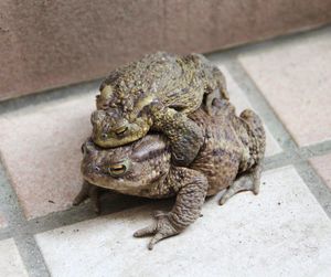 High angle view of frogs mating on footpath