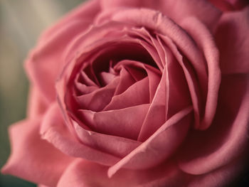 Close-up of pink rose