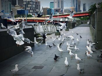 Flock of birds in city
