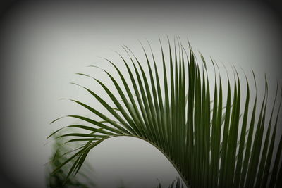 Close-up of palm leaf