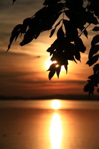 Silhouette plant against sea during sunset