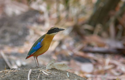 Close-up of bird perching on rock