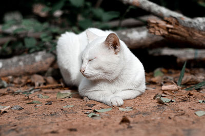 Cat lying on a land