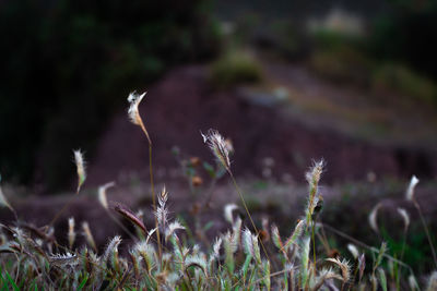 Close-up of flowering plants on field