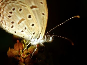 Close-up of butterfly on plant at night