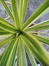 Close-up of palm tree leaves