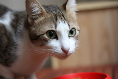 Close-up portrait of kitten