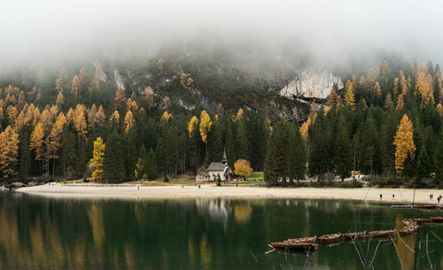 Scenic view of lake in forest