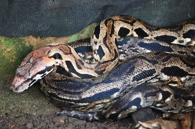 animal