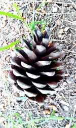 Close-up of pine cone on field