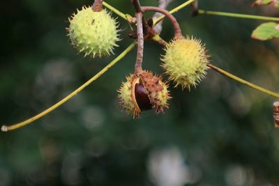 Close-up of fruit growing on plant