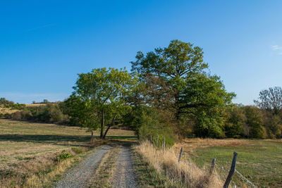 Trees on field against clear blue sky