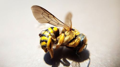 Close-up of bee pollinating flower