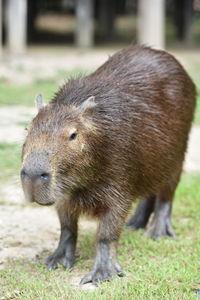 Portrait of capybara standing on field