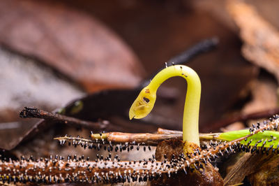 Close-up of caterpillar on a wood