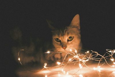 Close-up portrait of a cat