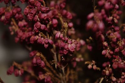 Close-up of pink cherry blossoms