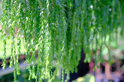 Close-up of wet plants