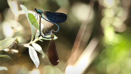 Close-up of grasshopper