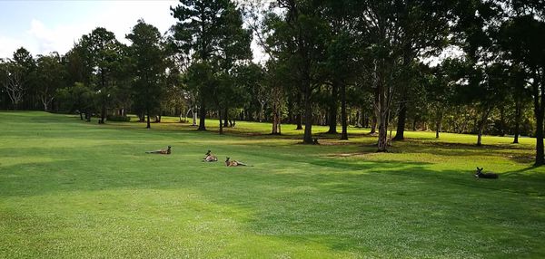 High angle view of trees on grassy field against sky