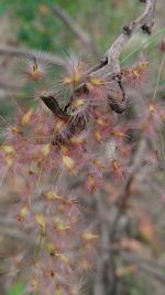 Close-up of plant