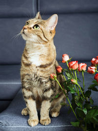 Close-up of a cat looking away