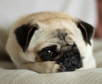 Close-up of pug