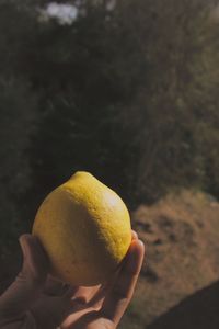 Cropped image of hand holding lemon