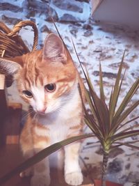 Close-up portrait of a cat looking away